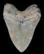Serrated, Aurora Megalodon Tooth - Beautiful Enamel #66188-2